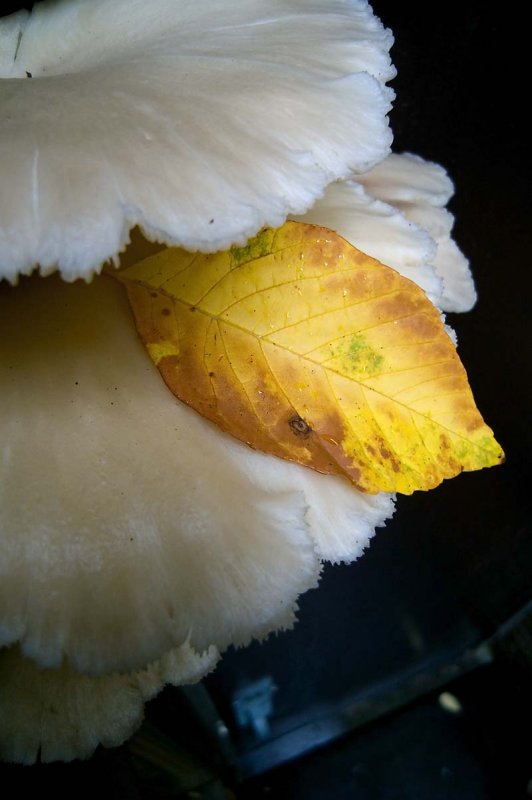 Pbase Leaf on huge Fungus Amongus October 12R1012053.jpg