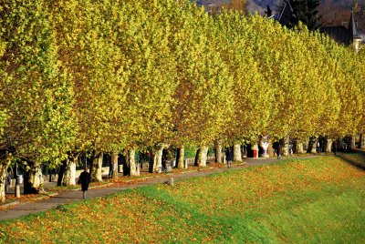 pbase Golden on november 10 2006.jpg