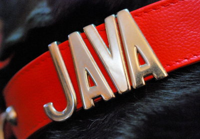 pbase Java new collar 12 3 2006.jpg