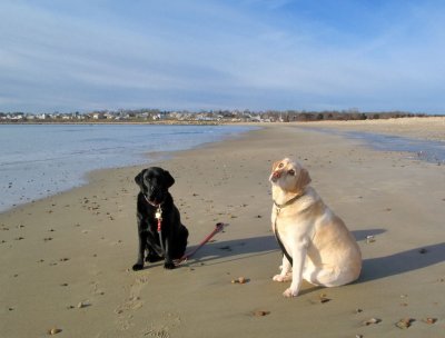 Beach Dog Project