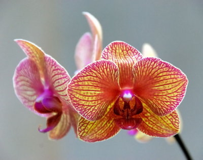 pbase orchid April 15 2007.jpg