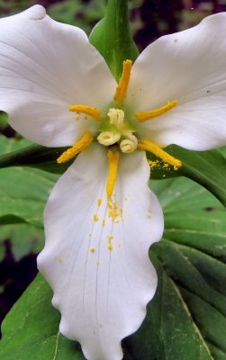 pbase Trillium on May 6 2007.jpg