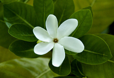 Gallery:  Photos of exotic flowers of Rarotonga