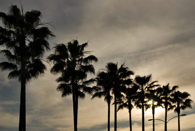 Palms in front of hotel
