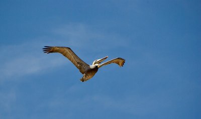 Majestic pelican