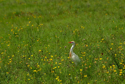 Egret in yellow flowers
