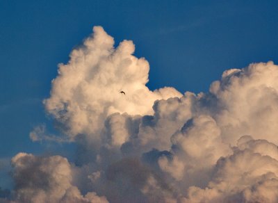 High flying egret