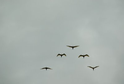 Five formation flying
