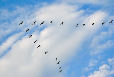 19 egrets in formation