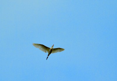 1 egret against blue sky