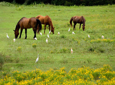 Egrets and horses