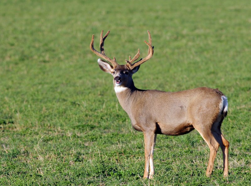 Old and past his prime. Three Antlered Muley