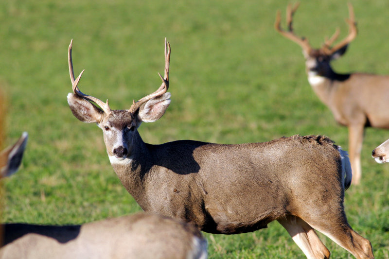 Mule deer