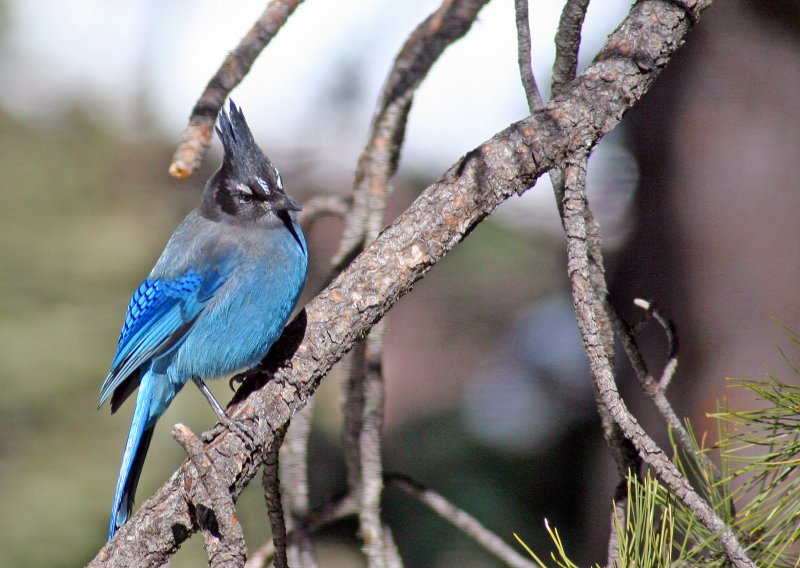 Steller Jay