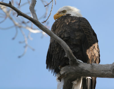 Wintering Eagle