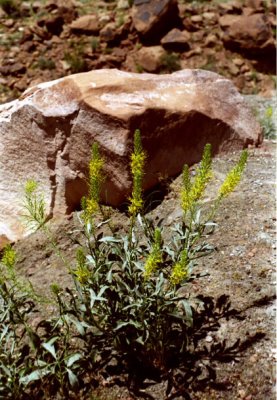 Desert plant, Utah