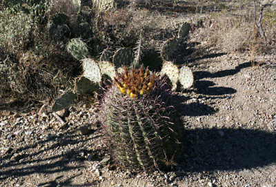 Cactus,  Arizona