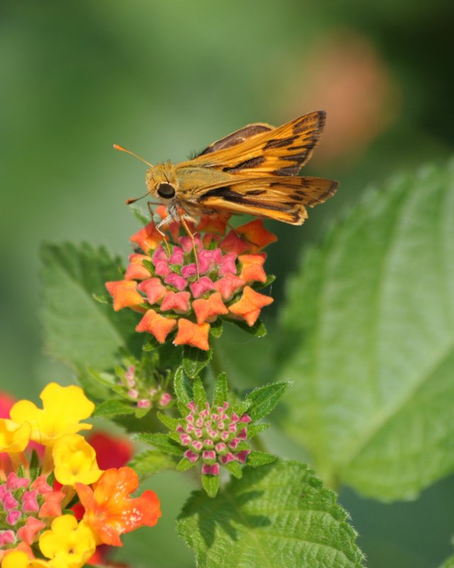 Fiery Skipper