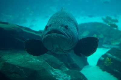 Georgia Aquarium