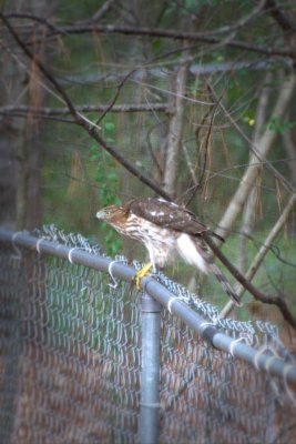 Cooper's Hawk #2