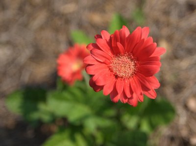 Gerber Daisy, orange