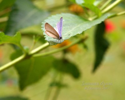 Butterflies, Skippers, and other bugs