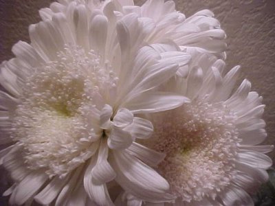 Flowers from Des Moines grocery