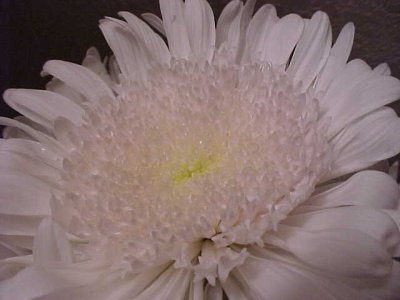 Flowers from Des Moines grocery