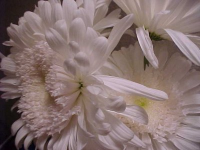 Flowers from Des Moines grocery