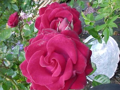 Ron's Gift Rose