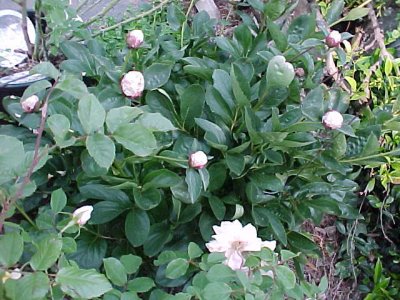 Peony Buds!