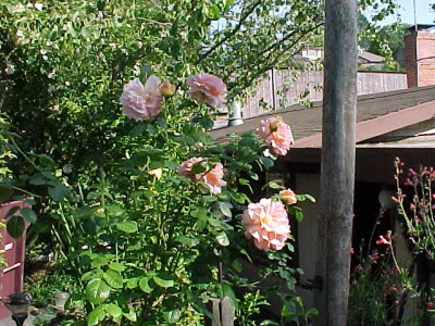 Polka at front door