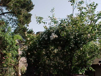 Roses in Redbud Tree