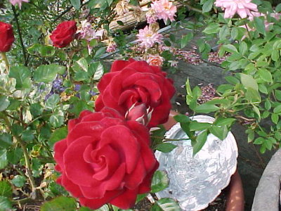 Ron's Gift Rose