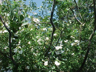 Roses up Redbud tree
