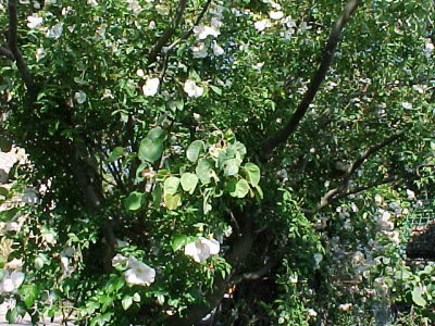 at front door-looking up Redbud&Roses