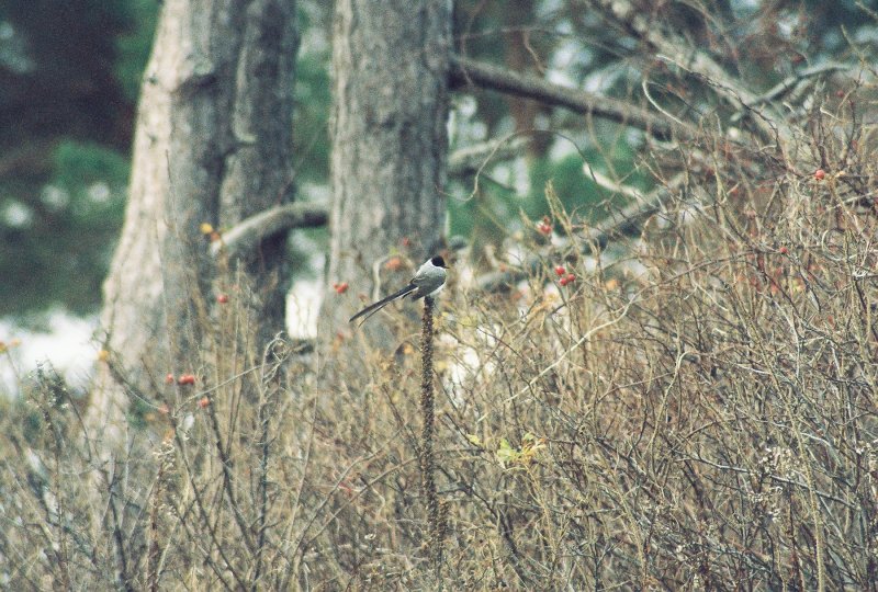 NHs first well-documented Fork-tailed Flycatcher