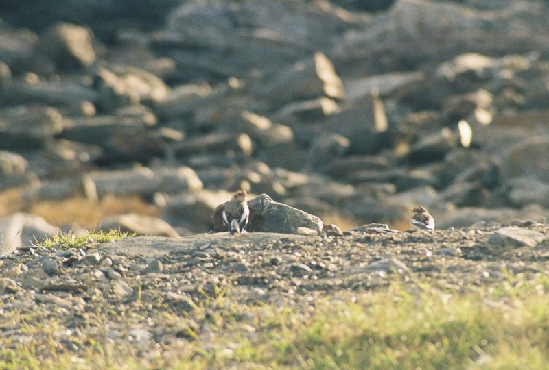 Snow Buntings-basic plumage