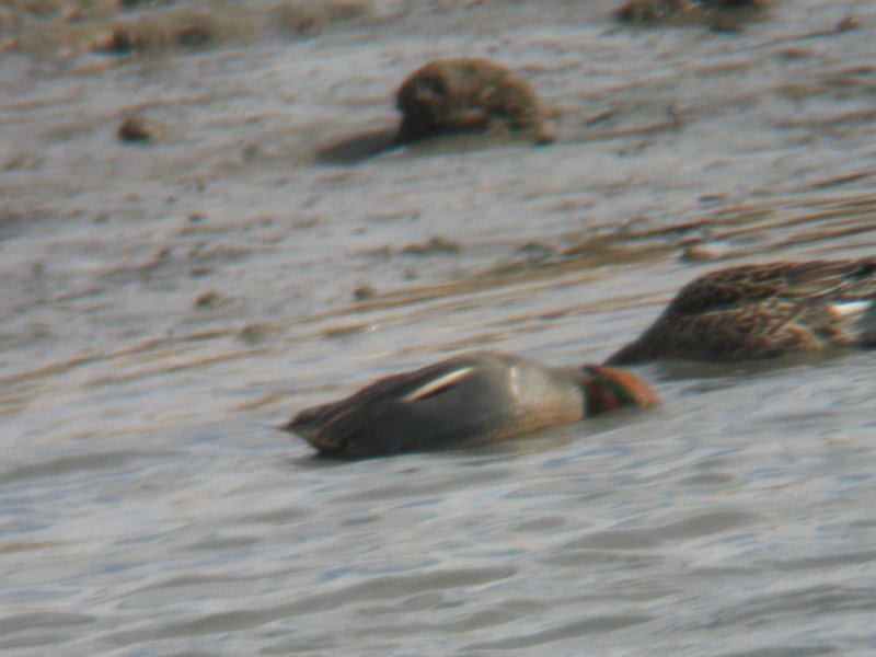 70% Common Teal