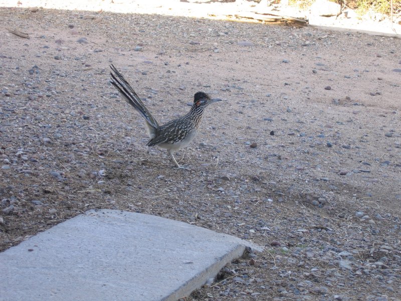 Roadrunner