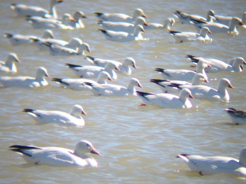 Some white Chen species