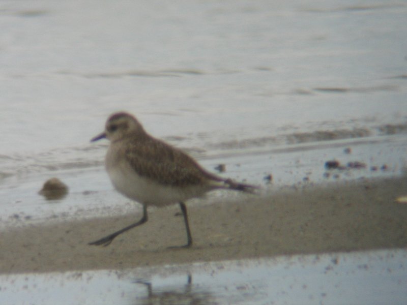 American Golden-Plover