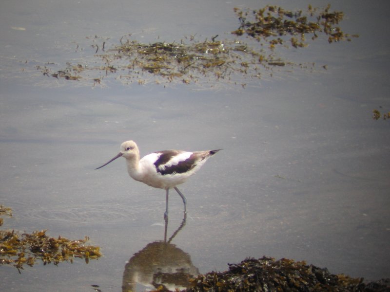 American Avocet
