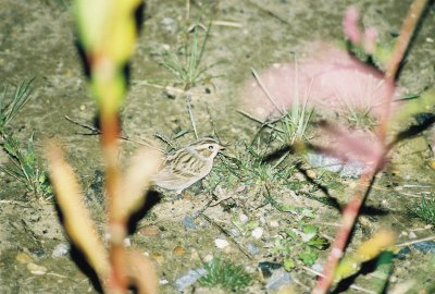 Clay-colored Sparrow - Brooklyn, NYC