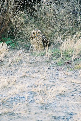 Short-eared Owl-Brooklyn, NYC