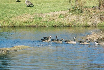 Greater White-fronted Goose and hybrid offspring