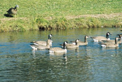 Greater White-fronted Goose and more hybrid offspring