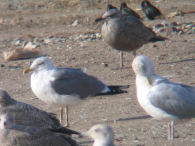Mystery Gull