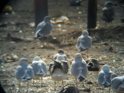 Tail Coverts
