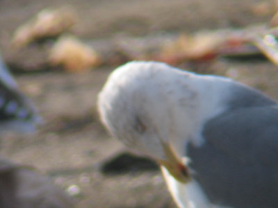 Lightly-streaked Head